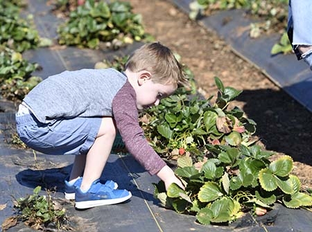 Child picking veggies from the soil